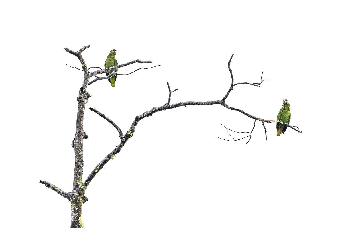 Amazoňan oranžovočelý (Eupsittula canicularis)