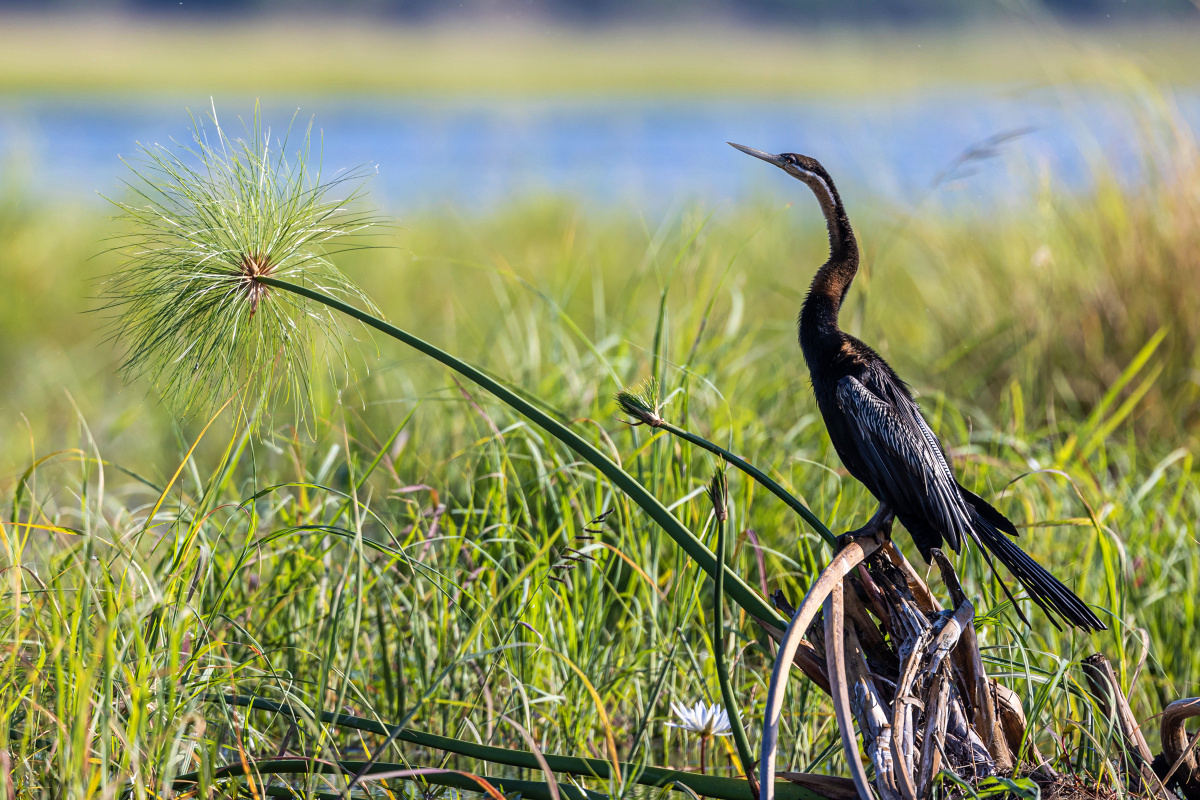 Anhinga