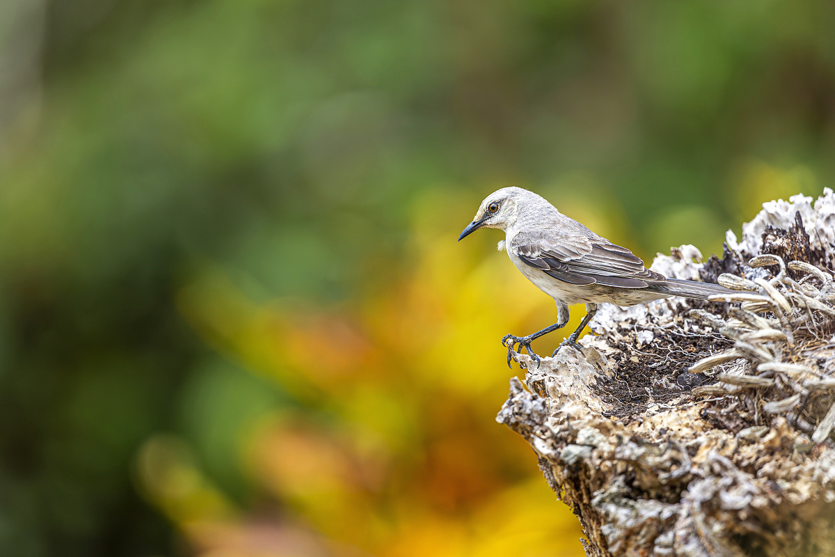 Drozdec tropický (Mimus gilvus)