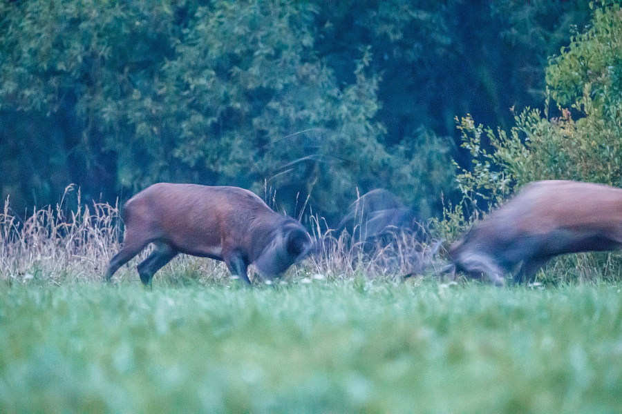 Foceno na 40000 ISO, ostřeno ručně.