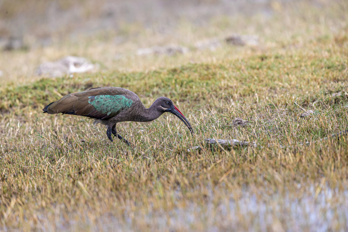 Ibis hagedaš