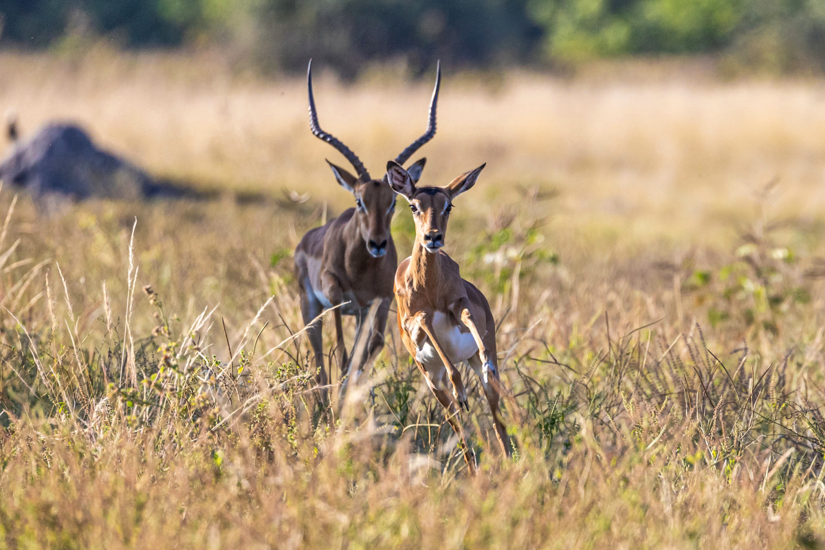 Impala