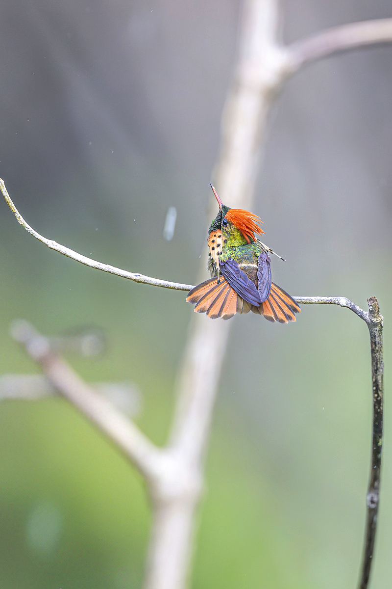 Koketka zdobená (Lophornis ornatus)