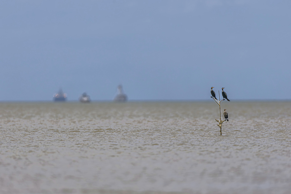 Kormorán neotropický (Phalacrocorax brasilianus)