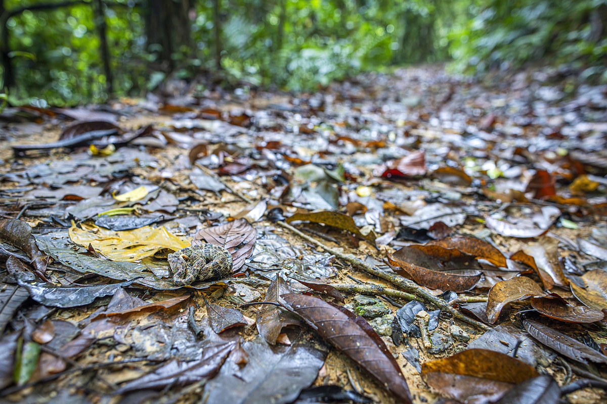 Křovinář sametový (Bothrops atrox)