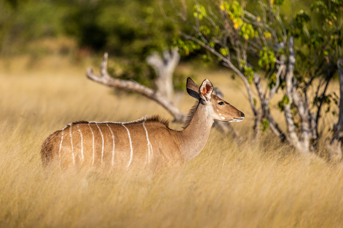 Kudu