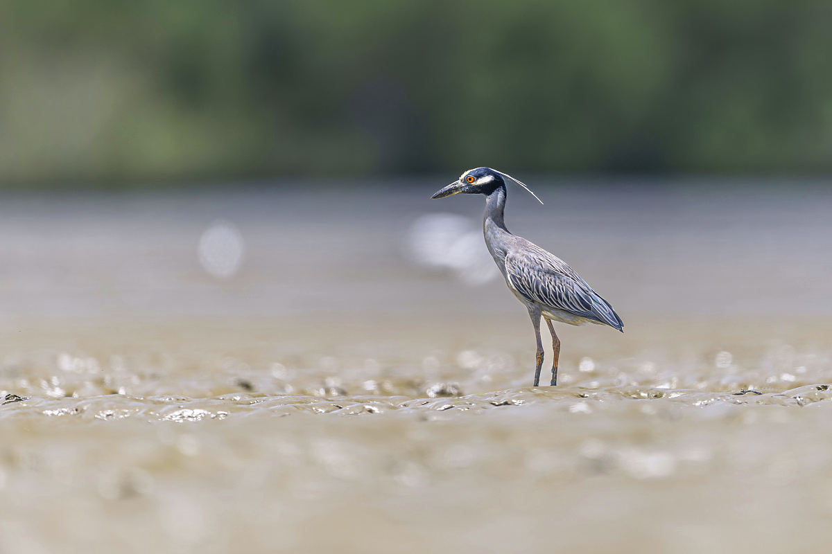 Kvakoš žlutočelý (Nyctanassa violacea)