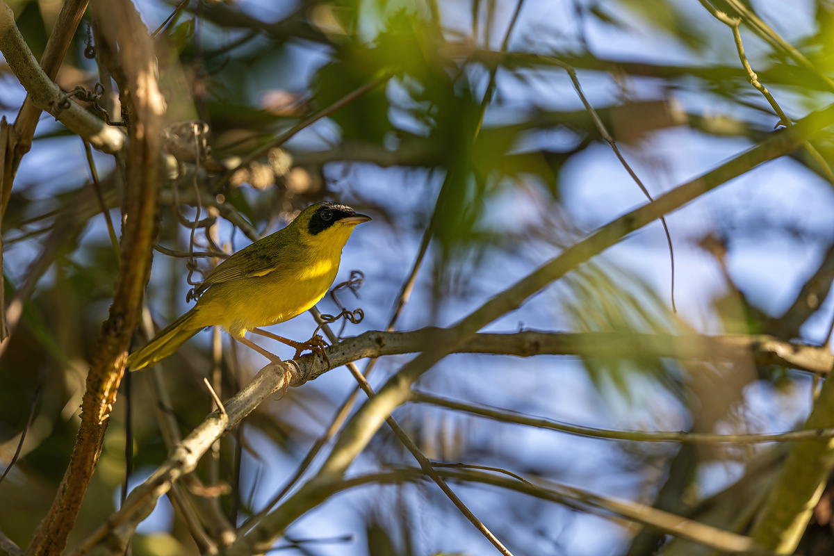 Lesňáček škraboškový (Geothlypis aequinoctialis)