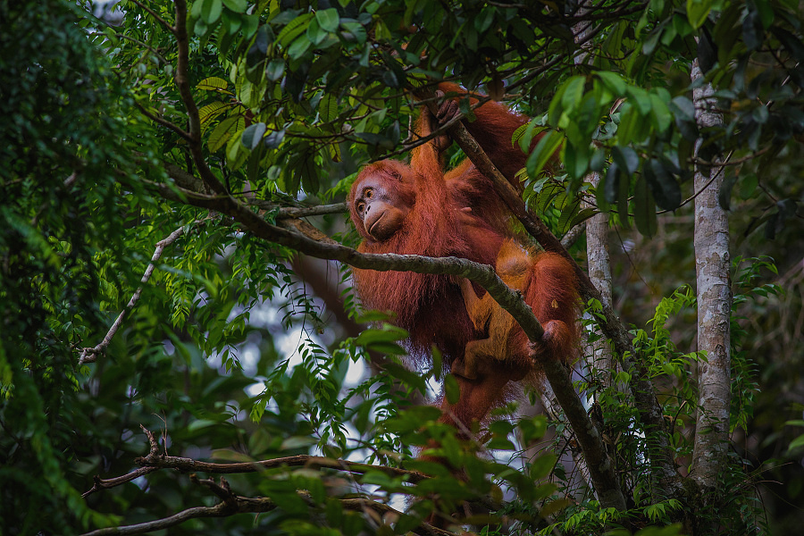 Orangutan