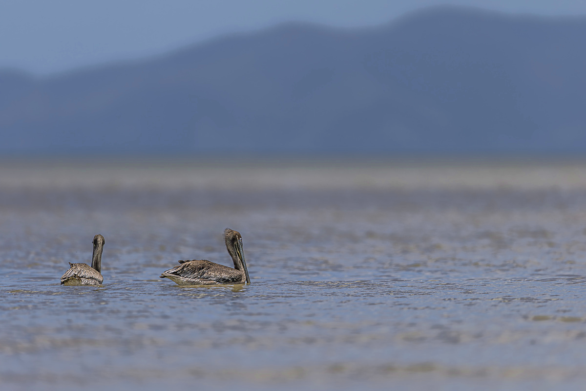Pelikán hnědý (Pelecanus occidentalis)