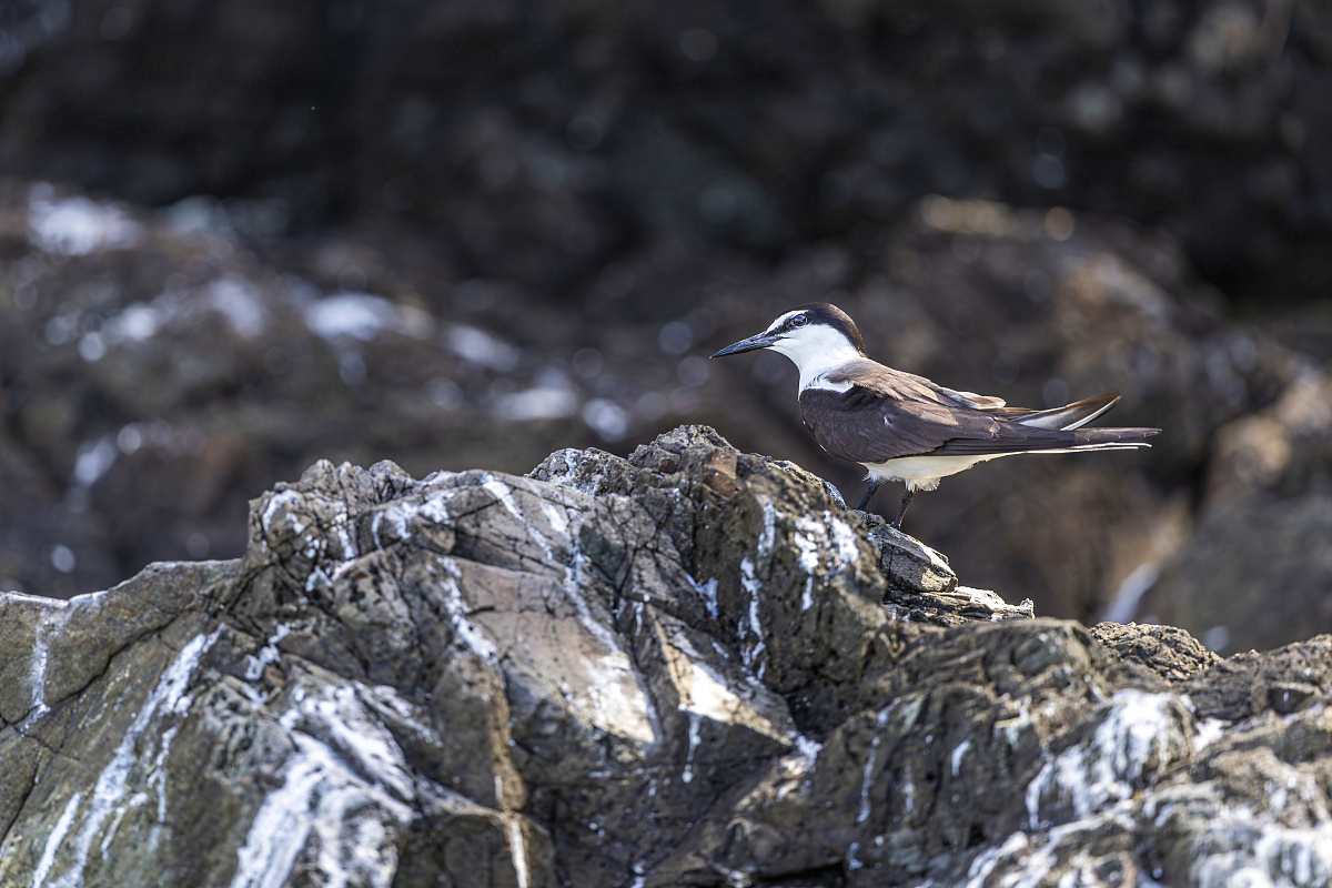 Rybák černohřbetý (Onychoprion fuscatus)