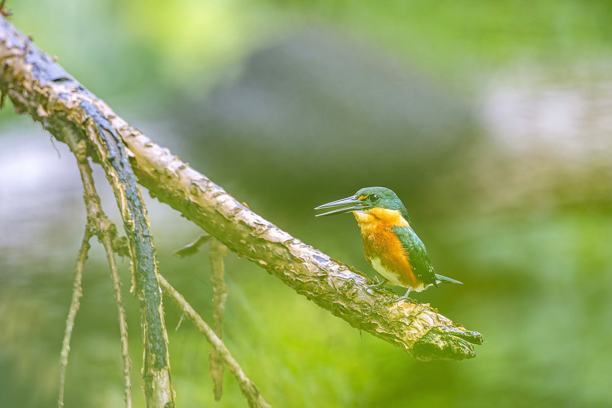 Rybařík trpasličí (Chloroceryle aenea)
