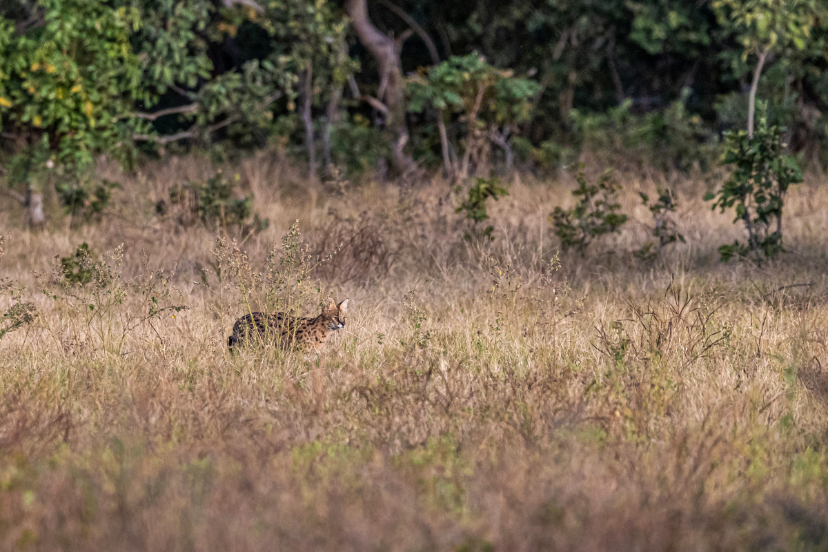 Serval stepní