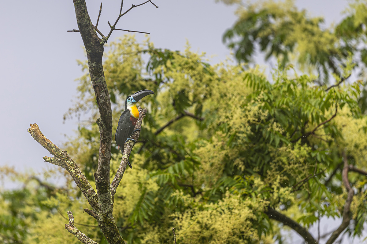 Tukan volavý (Ramphastos vitellinus citreolaemus)
