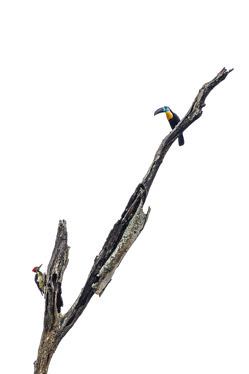 Tukan volavý (Ramphastos vitellinus citreolaemus)