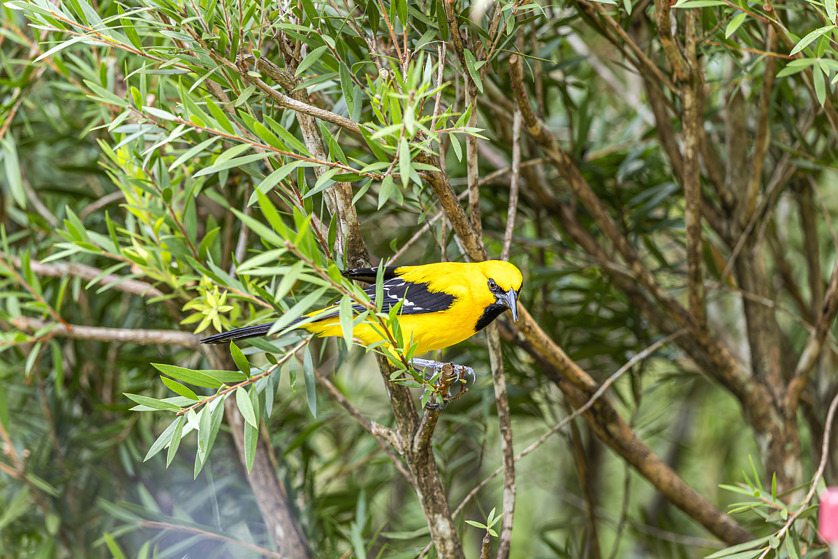 Vlhovec černohrdlý (Icterus nigrogularis)