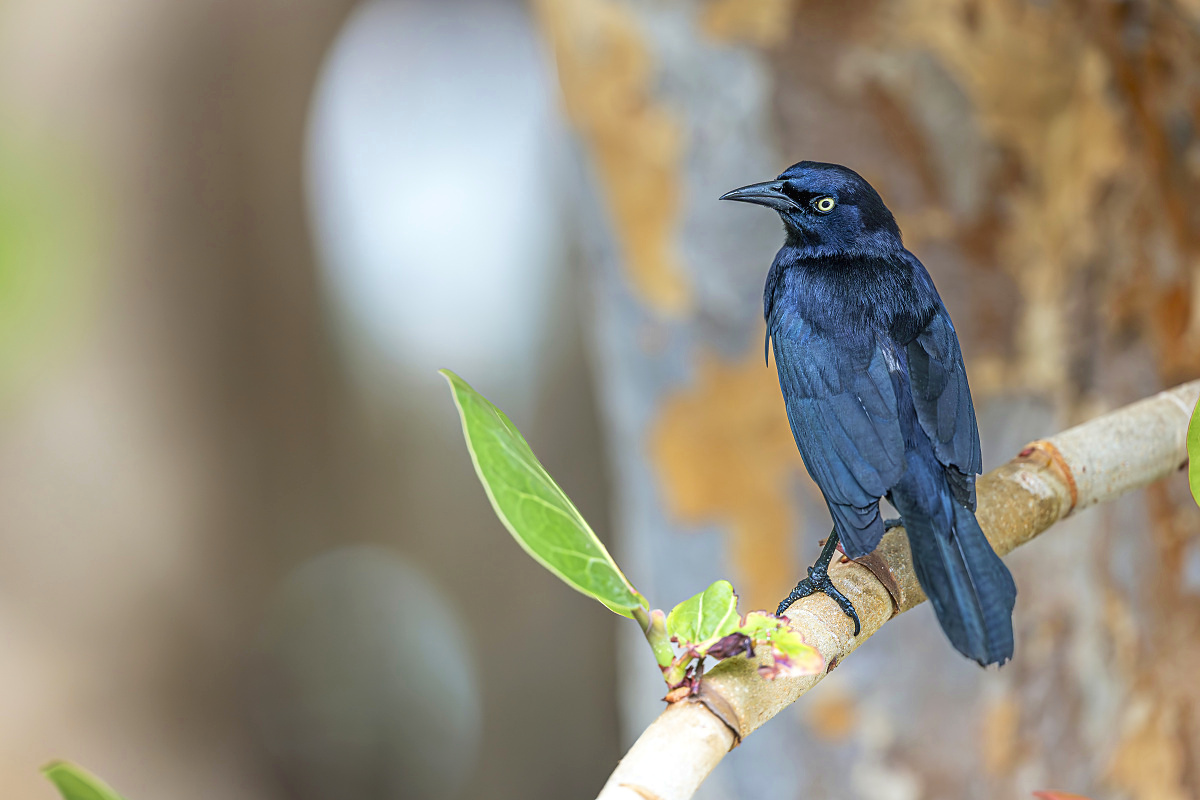 Vlhovec karibský (Quiscalus lugubris)