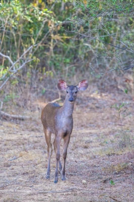 Jelen sambar