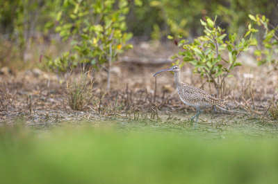 Koliha malá (Numenius phaeopus)