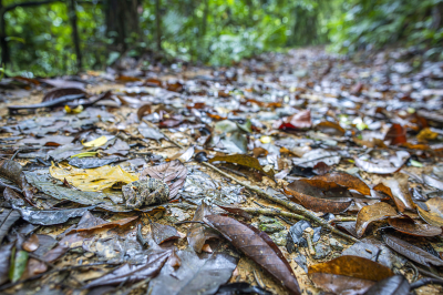 Křovinář sametový (Bothrops atrox)