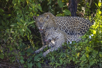 Pantanal