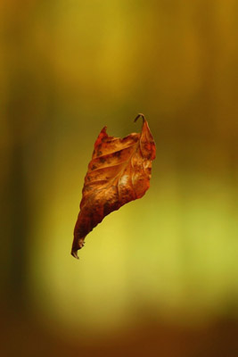 Padající list