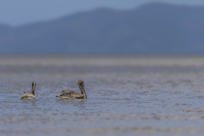 Pelikán hnědý (Pelecanus occidentalis)