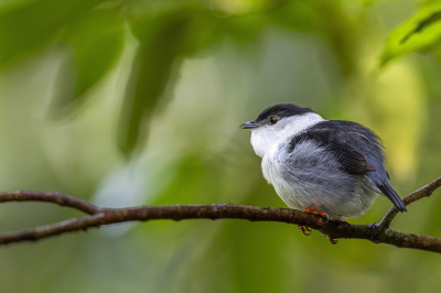 Pipulka bělobradá ( Manacus manacus )