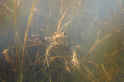 Ropucha obecná.