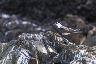 Rybák černohřbetý (Onychoprion fuscatus)