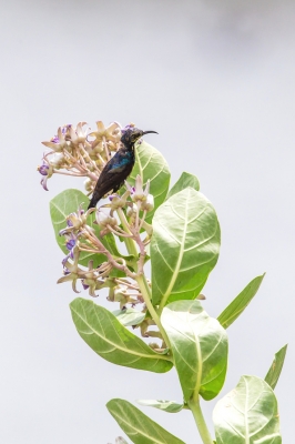 Strdimil lotosový