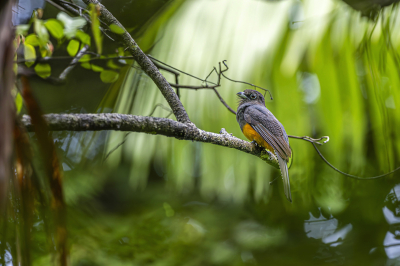 Trogon běloocasý (Trogon chionurus)